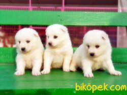 MÜKEMMEL KALİTE SAMOYED YAVRULAR 4