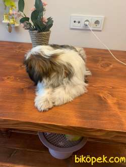 Mükemmel Kalite Shih Tzu Yavrularımız 4