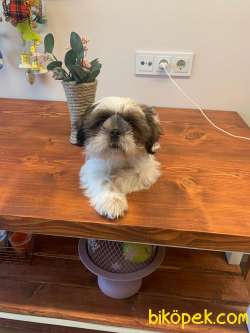 Mükemmel Kalite Shih Tzu Yavrularımız 2
