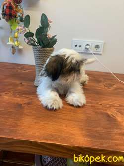 Mükemmel Kalite Shih Tzu Yavrularımız 3