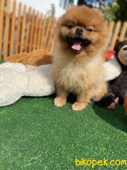 MÜKEMMEL KALİTE TEDDY BEAR FACE 2