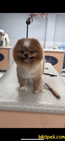 MÜKEMMEL KALİTE TEDDY BEAR FACE POMERANİAN BOO 1