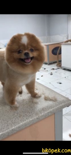 MÜKEMMEL KALİTE TEDDY BEAR FACE POMERANİAN BOO 2