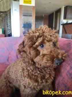 Mükemmel Kalite Toy Poodle 1