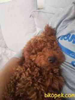 Mükemmel Kalite Toy Poodle 3