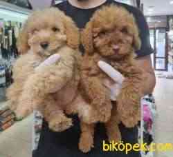 Mükemmel Kalite Toy Poodle 2