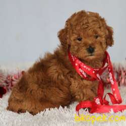 MÜKEMMEL KALİTE TOY POODLE BEBEKLER IRK VE SAĞLIK GARANTİLİ 2