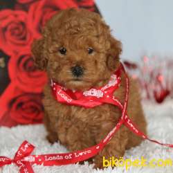 MÜKEMMEL KALİTE TOY POODLE BEBEKLER IRK VE SAĞLIK GARANTİLİ 1