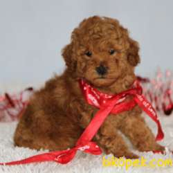 MÜKEMMEL KALİTE TOY POODLE BEBEKLER IRK VE SAĞLIK GARANTİLİ 3