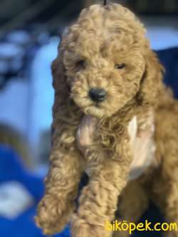 MÜKEMMEL KALİTE TOY POODLE YAVRULAR 3