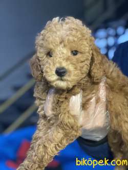 MÜKEMMEL KALİTE TOY POODLE YAVRULAR 1
