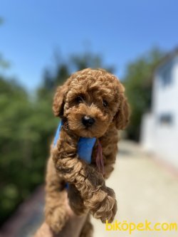 MÜKEMMEL KALİTE TOY POODLE YAVRULARI 1
