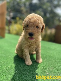 MÜKEMMEL KALİTE TOY POODLE YAVRULARIMIZ 2