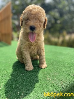 MÜKEMMEL KALİTE TOY POODLE YAVRULARIMIZ 3