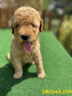 Toy Poodle Yavrularımız Mükemmel Kali̇te 1