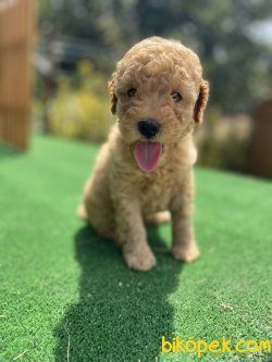 Toy Poodle Yavrularımız Mükemmel Kali̇te 2