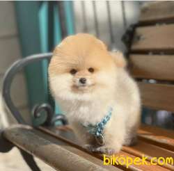 Mükemmel Kalite, Uygun Fiyat Pomeranian BOO Yavrumuz 3