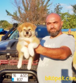 MÜKEMMEL KALİTEDE AKİTA İNU YAVRU 3
