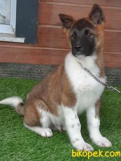MUKEMMEL KALITEDE AMERİCAN AKITA YAVRULARI 2