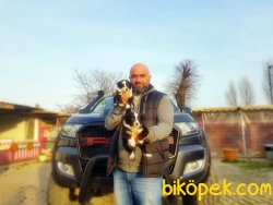 MÜKEMMEL KALİTEDE BORDER COLLİE YAVRULARI 4