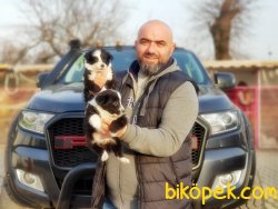MÜKEMMEL KALİTEDE BORDER COLLİE YAVRULARI 5