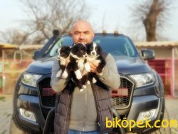 MÜKEMMEL KALİTEDE BORDER COLLİE YAVRULARI 3