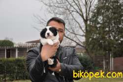 Mükemmel Kalitede Border Collie Yavrularımız 3