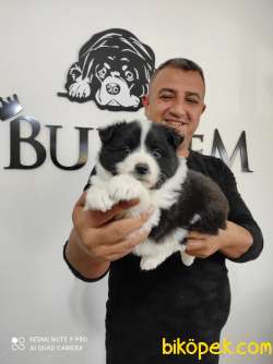 Mükemmel Kalitede Border Collie Yavrularımız 4