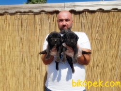 MÜKEMMEL KALİTEDE CANE CORSO YAVRU 5