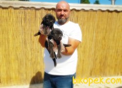 MÜKEMMEL KALİTEDE CANE CORSO YAVRU 3