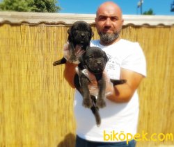 MÜKEMMEL KALİTEDE CANE CORSO YAVRU 2