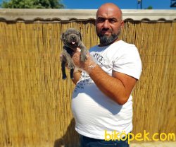 MÜKEMMEL KALİTEDE CANE CORSO YAVRU