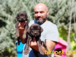 MÜKEMMEL KALİTEDE CANE CORSO YAVRU 2