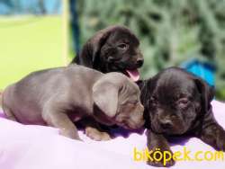 MÜKEMMEL KALİTEDE CANE CORSO YAVRULAR 5