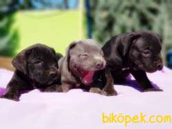 MÜKEMMEL KALİTEDE CANE CORSO YAVRULAR 2