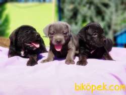 MÜKEMMEL KALİTEDE CANE CORSO YAVRULAR 1