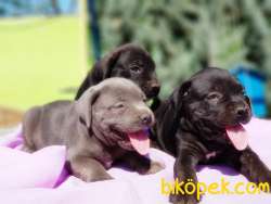 MÜKEMMEL KALİTEDE CANE CORSO YAVRULAR 3