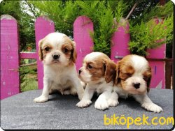 Mükemmel Kalitede  Cavalier King Charles 5