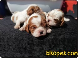 Mükemmel Kalitede Cavalier King Charles Yavruları 3