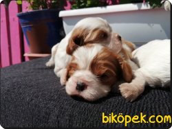 Mükemmel Kalitede Cavalier King Charles Yavruları 2