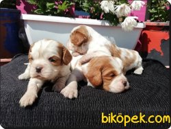 Mükemmel Kalitede Cavalier King Charles Yavruları 1