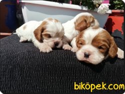 Mükemmel Kalitede Cavalier King Charles Yavruları 5
