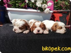 Mükemmel Kalitede Cavalier King Charles Yavruları 4