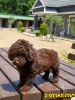 Mukemmel Kalıtede Çikolata Poodle Yavruları 3