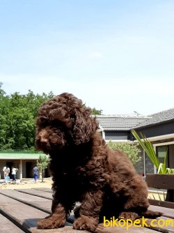 Mukemmel Kalıtede Çikolata Poodle Yavruları 4