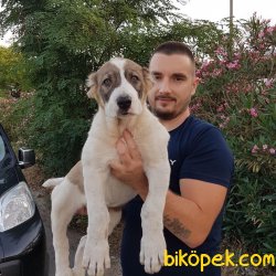 MÜKEMMEL KALİTEDE DEV ALABAY YAVRULARI 3