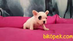MUKEMMEL KALITEDE FRENCH BULLDOG YAVRULARI 1