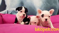 MUKEMMEL KALITEDE FRENCH BULLDOG YAVRULARI 5