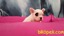 MUKEMMEL KALITEDE FRENCH BULLDOG YAVRULARI 3