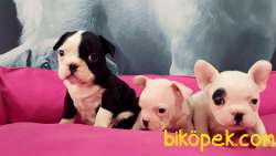 MUKEMMEL KALITEDE FRENCH BULLDOG YAVRULARI 2